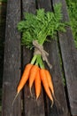 Fresh crop of carrots tie beam Royalty Free Stock Photo