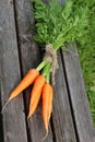 Fresh crop of carrots tie beam Royalty Free Stock Photo