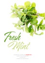 Fresh crop of green mint isolated on white background. Herbs, helthy drink ingredient. Detox