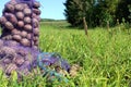 A fresh crop of potatoes in bags one fell and crumbled