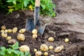 A fresh crop of potatoes lies on the field near the shovel against the backdrop of potato bushes. Harvesting, harvest. Organic Royalty Free Stock Photo