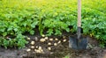 A fresh crop of potatoes lies on the field near the shovel against the backdrop of potato bushes. Harvesting, harvest. Organic Royalty Free Stock Photo