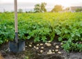 A fresh crop of potatoes lies on the field near the shovel against the backdrop of potato bushes. Harvesting, harvest. Organic Royalty Free Stock Photo