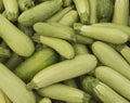 Fresh cropped green Zucchini; Offer in the vegetable market; Summer squash; It can be used as a food background Royalty Free Stock Photo