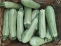 Fresh cropped green Zucchini Offer in the vegetable market Summer squash Royalty Free Stock Photo