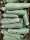 Fresh cropped green Zucchini Offer in the vegetable market Summer squash Royalty Free Stock Photo