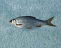 Fresh crucian fish catch on ice background, close-up