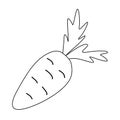 Fresh crunchy carrot with leaves, doodle style flat vector outline for coloring book