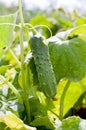 Fresh cucumber on bed Royalty Free Stock Photo