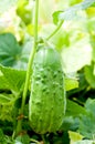 Fresh cucumber on bed Royalty Free Stock Photo