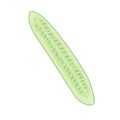 Fresh cucumber cut lengthwise into 4 parts vector Royalty Free Stock Photo