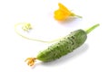 Fresh cucumber with flower from the garden Royalty Free Stock Photo