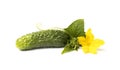Fresh cucumber with foliage and flowers isolate on a white background. The concept of natural farming and ecological cultivation Royalty Free Stock Photo