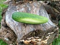 Fresh cucumber fruit on a tree