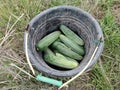 Fresh cucumbers