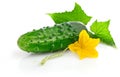 Fresh cucumber fruits with green leaves