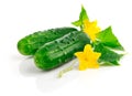 Fresh cucumber fruits with green leaves