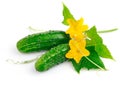 Fresh cucumber fruits with green leaves