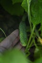 Fresh cucumber in the garden. New harvest. Vitamins and a healthy lifestyle. Close-up. Vertical