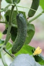 Cucumber on the Vine Royalty Free Stock Photo
