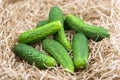 Fresh cucumber harvest. Cucumbers vegetable on a hay straw grass Royalty Free Stock Photo