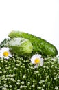 Fresh cucumber isolated on a white background Royalty Free Stock Photo