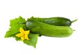 Fresh cucumber with leaf isolated on white Royalty Free Stock Photo