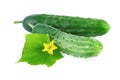 Fresh Cucumber with Leaf Isolated on White Royalty Free Stock Photo