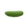 Fresh cucumber in realistic style, vector image