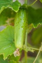 Fresh cucumber with spikes on the bed. Royalty Free Stock Photo