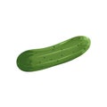 Fresh Cucumber Vegetable Isolated Flat. Food Object