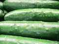 Fresh cucumbers