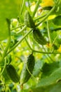 Fresh cucumbers and blossom jn the bush. Blooming cucumber plant with gherkins and yellow flowers