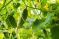 Fresh cucumbers and blossom jn the bush. Blooming cucumber plant with gherkins and yellow flowers