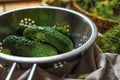 Fresh cucumbers in colander prepared for canning on table, closeup Royalty Free Stock Photo