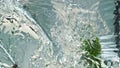 Fresh cucumbers falling water closeup. Organic garden vegetables washing splash Royalty Free Stock Photo