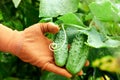 Fresh cucumbers in the hands of a farmer. Organic harvest