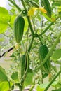 Fresh cucumbers are ripe in the greenhouse and ready to eat Royalty Free Stock Photo