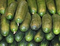 Fresh Cucumbers For Sale at the Market