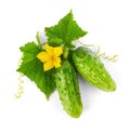 Fresh cucumbers with yellow flowers and green leaves. Green ripe cucumber Royalty Free Stock Photo