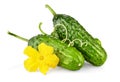 Fresh cucumbers with yellow flowers and green leaves. Green ripe cucumber vegetables. Royalty Free Stock Photo