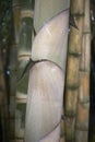 Dendrocalamus giganteus culm close up Royalty Free Stock Photo