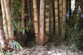 Dendrocalamus giganteus culms with leaves