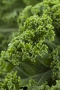Fresh curly kale close up Royalty Free Stock Photo