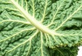 Fresh curly kale leaf, isolated Royalty Free Stock Photo