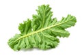 Fresh curly kale leaf, isolated Royalty Free Stock Photo