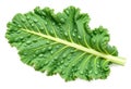 Fresh curly kale leaf, isolated Royalty Free Stock Photo