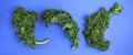 Fresh curly kale leaves on blue background
