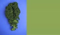 Fresh curly kale leaves on blue and green background
