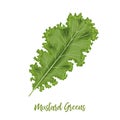 Fresh Curly Mustard Green Leaves, Brassica juncea. isolated. Food concept. Fresh juicy raw cabbage.